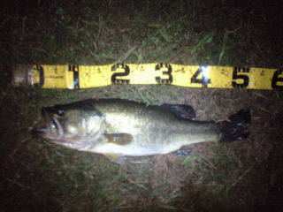 52cm