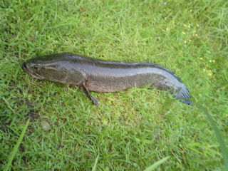 雷魚