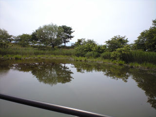 琵琶湖周辺の沼