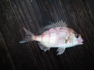由良海つり公園