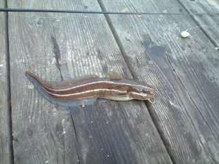 由良海つり公園