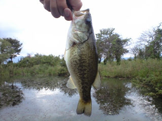 琵琶湖バス釣り