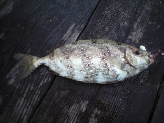 由良海つり公園